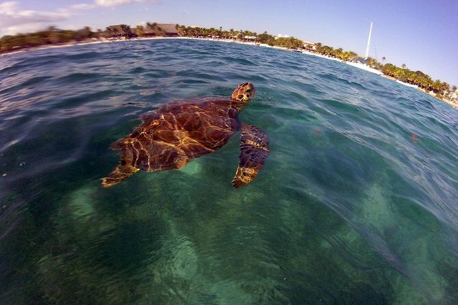 Private Experience: Akumal sea turtles encounter and Yal-kú lagoon colorfull fish snorkel. - Stop 2: Yal-kú lagoon and the cenote-meets-ocean feeling
