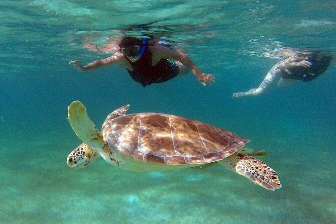 Private Experience: Akumal sea turtles encounter and Yal-kú lagoon colorfull fish snorkel. - Private tour value: what’s included and why it matters