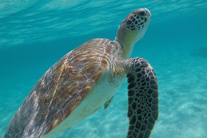 Private Experience: Akumal sea turtles encounter and Yal-kú lagoon colorfull fish snorkel. - Guides that actually help you see more