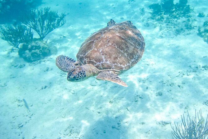 Private Half-day Luxury Experience with Turtles & Majestic Cenote - Key highlights before you go