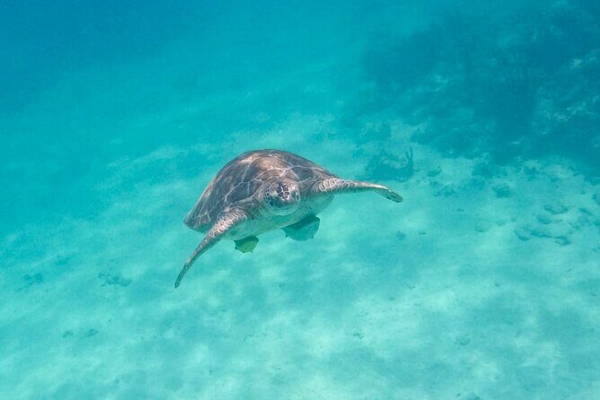 Private Half-day Luxury Experience with Turtles & Majestic Cenote - The Mayan Snack Stop: Flautas, Rice, Beans, and Lemonade