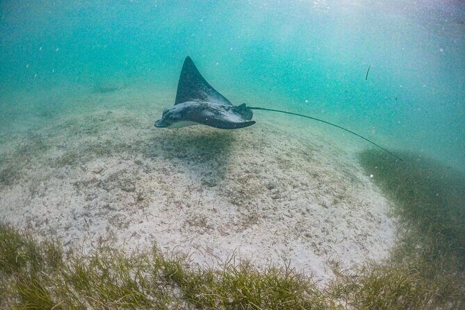 Private Half-day Luxury Experience with Turtles & Majestic Cenote - Snorkeling Gear, Showers, and WiFi: The Comfort Stuff That Actually Helps