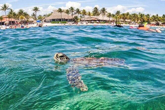 Private Half-day Luxury Experience with Turtles & Majestic Cenote - Who This Private Turtles and Cenote Tour Suits Best