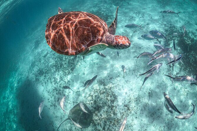 Private Half Day Tour in Cenote Cave and Swimming with Turtles - What to bring for a smooth cenote-to-turtles day