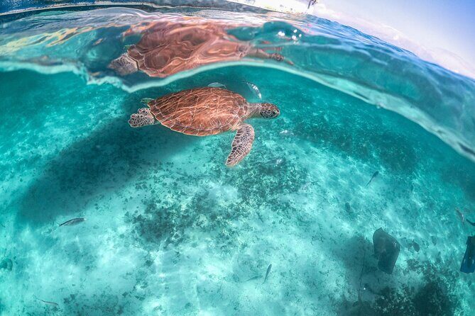 Private Half Day Tour in Cenote Cave and Swimming with Turtles - Who should book this tour—and who should reconsider