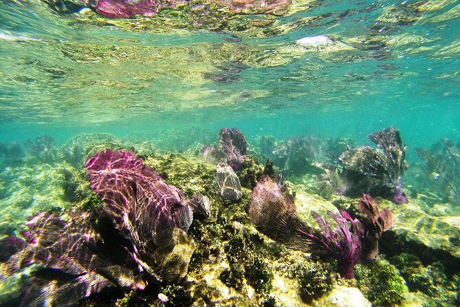 Private Isla Mujeres Adventure & Free Time - Mayan Coral Reef snorkeling: what you’re actually buying