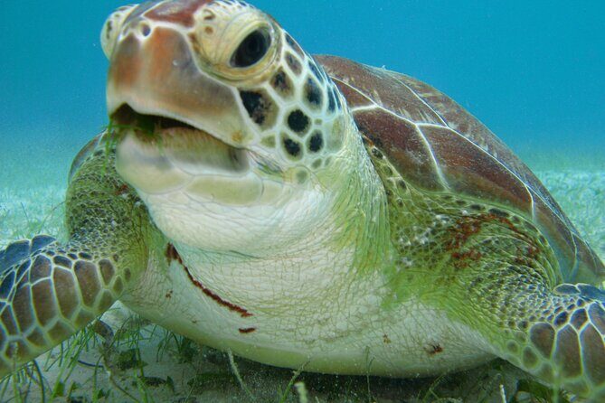 Private Snorkel with Turtle at Akumal - Key highlights at a glance
