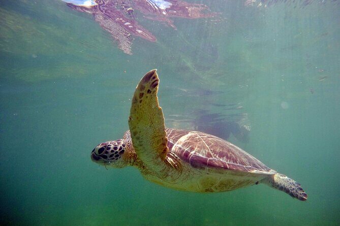 Private Snorkel with Turtle at Akumal - Xel-Ha Park all-day entry: food, drinks, and extra time to breathe