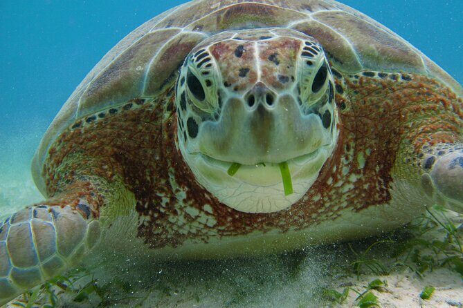 Private Snorkel with Turtle at Akumal - Snorkel comfort essentials: locker, towel, and what to pack