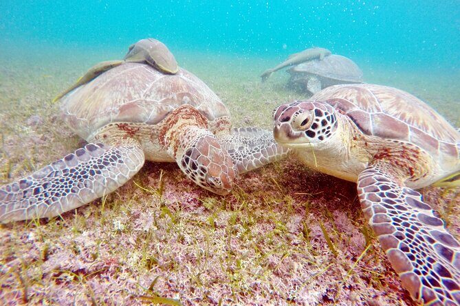 Private Snorkel with Turtle at Akumal - Your guide and the private group advantage: why it feels easier