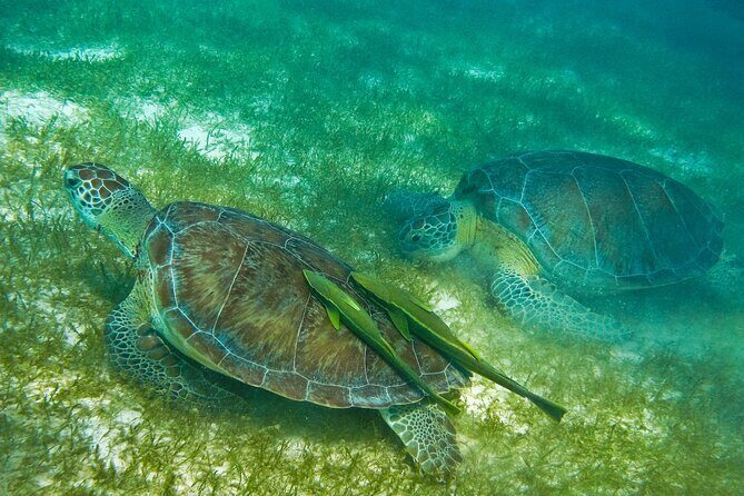 Private Snorkel with Turtle at Akumal - Weather, photos, and the small gotchas that matter