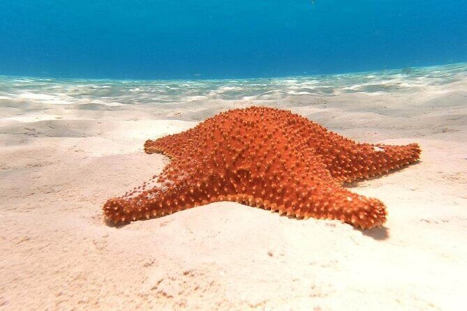 Private snorkeling tour to El Cielo - Key Things to Know Before You Go