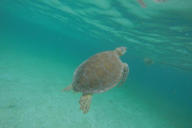 Private Tour: Akumal Marine Turtle Snorkeling and Cenote Adventure - Pickup from Cancun or Playa del Carmen: less stress, more swim time