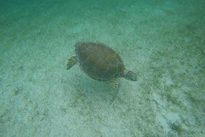 Private Tour: Akumal Marine Turtle Snorkeling and Cenote Adventure - Stop 1 in Akumal: marine turtle snorkeling in their natural habitat