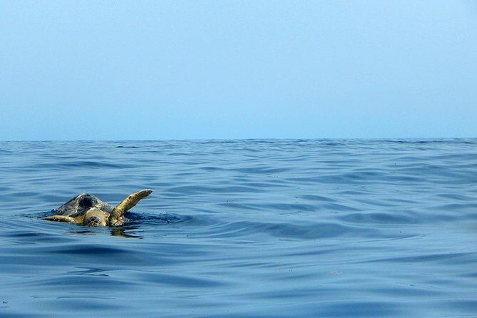 Private Tour: Akumal Marine Turtle Snorkeling and Cenote Adventure - Who should book this tour (and who might skip it)