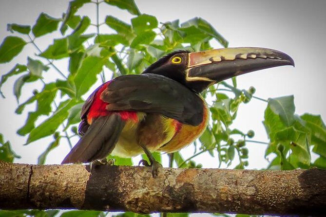 Private Tour: Birdwatching Playa del Carmen - Why the 6:00 am start matters for birdwatching in Sian Ka’an