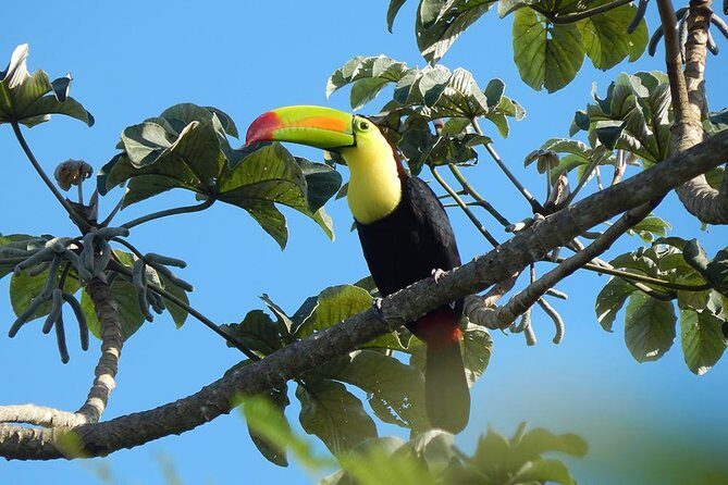 Private Tour: Birdwatching Playa del Carmen - Pickup and transport: the hidden comfort you’re paying for