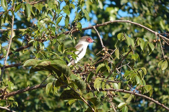 Private Tour: Birdwatching Playa del Carmen - Price and value: $525 per group for a private 4-hour birding plan