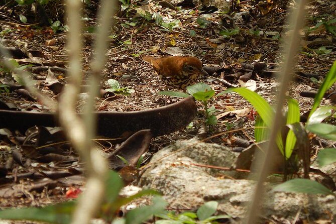Private Tour: Birdwatching Playa del Carmen - Who should book this Playa del Carmen birdwatching tour