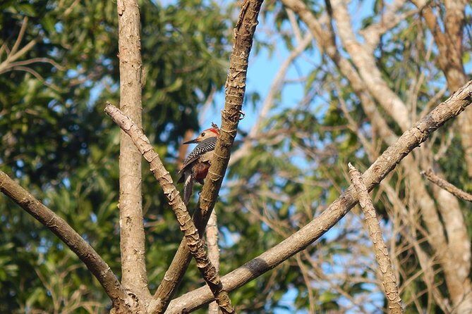 Private Tour: Birdwatching Playa del Carmen - Private guide time (and the value of having one person “on bird duty”)