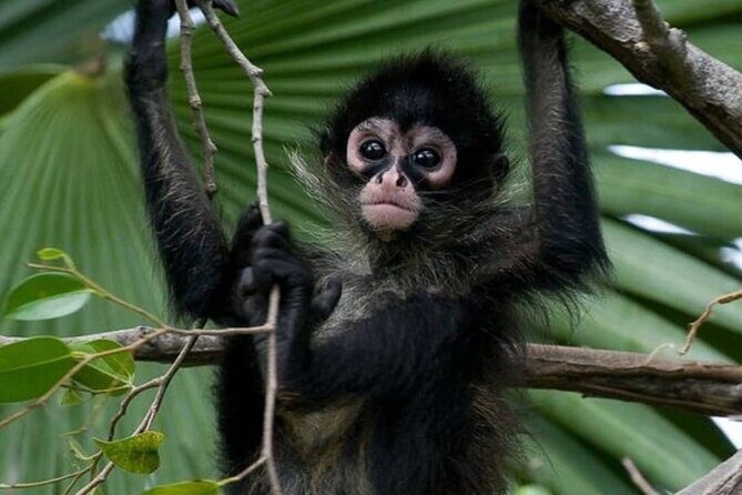 Private Tour Coba Ruin Punta Laguna Monkey Spider Cenote Mayan Village - Key takeaways before you go