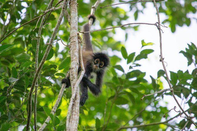 Private Tour: Coba ruins & Monkey Sanctuary with Punta Laguna - Best fit: who this tour suits and who should skip it