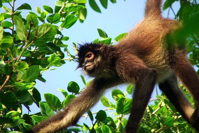 Private Tour Punta Laguna Monkey Sanctuary Zip Line - Why Punta Laguna feels different from a typical monkey stop