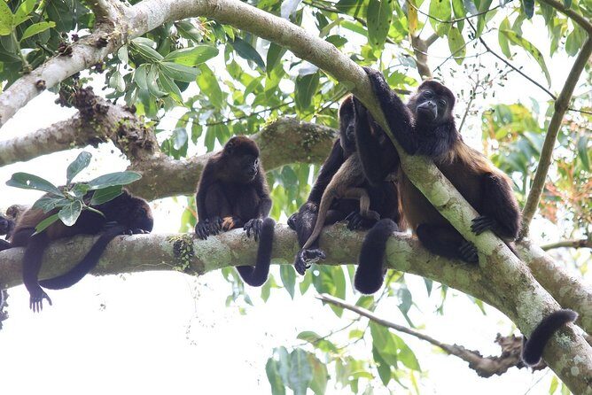 Private Tour Punta Laguna Monkey Sanctuary Zip Line - Getting to the reserve: Playa del Carmen timing and transfers
