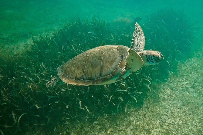 Private Tour : Swim with Sea Turtles in Akumal + Two Cenotes - Key things you’ll notice on this tour