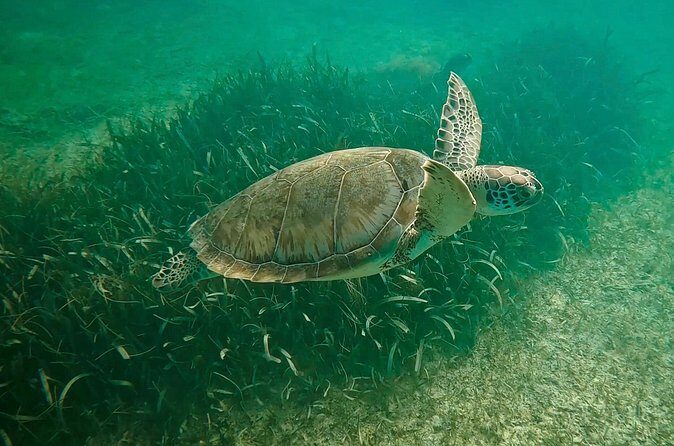 Private Tour : Swim with Sea Turtles in Akumal + Two Cenotes - Playa del Carmen lunch break: a helpful pause, plus a taco add-on