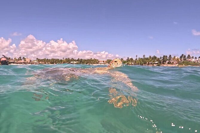 Private Tour to Tulum and Swimming with Turtles in Akumal - Stop 1: Tulum ruins with sea-facing views and included admission
