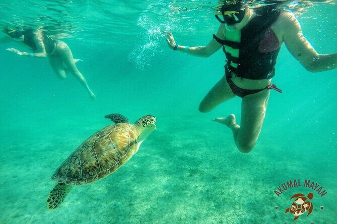 Private Tour to Tulum and Swimming with Turtles in Akumal - Stop 2: Akumal Bay snorkeling with sea turtles (gear included)