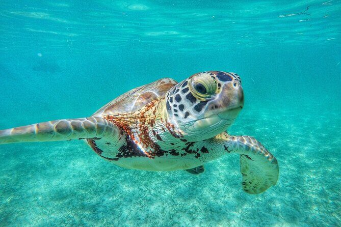 Private Tour to Tulum and Swimming with Turtles in Akumal - Lunch, timing, and how to make the day feel easy
