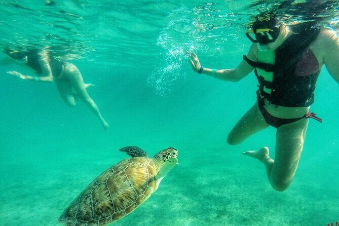 Private Tour: Turtle Swim & Cenote - Key highlights you’ll care about