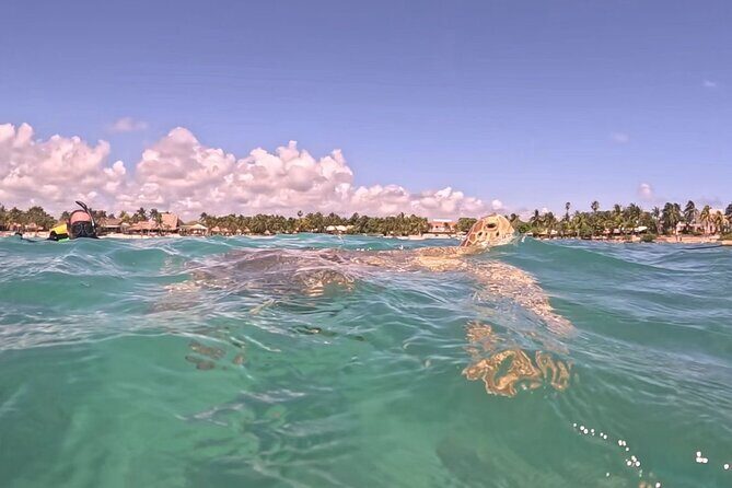 Private Tour: Turtle Swim & Cenote - What makes this Turtle Swim & Cenote combo work