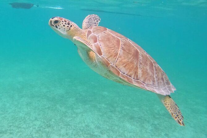 Private Tour: Turtle Swim & Cenote - Akumal Bay turtle snorkeling: what you’ll actually do