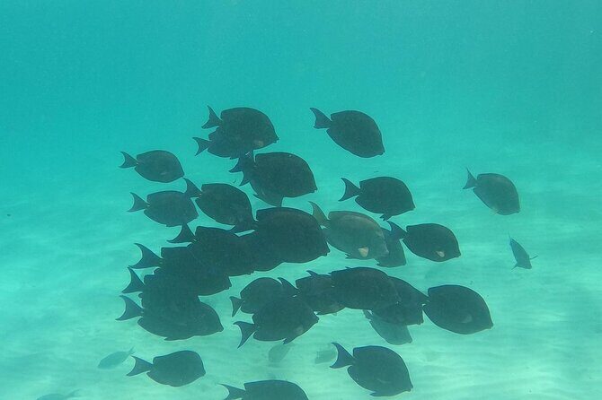 Private Tour: Turtle Swim & Cenote - What to watch for in the water (and what you can control)