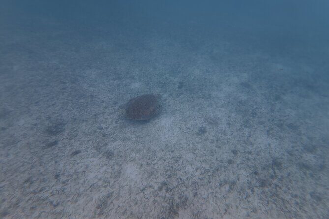 Private Tour: Turtle Swim & Cenote - Price and value: what $155.42 really buys you