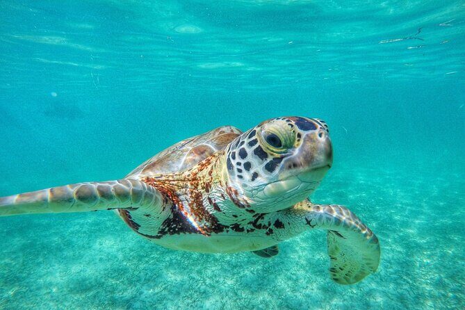 Private Tour: Turtle Swim & Cenote - From Playa del Carmen to Akumal Bay: the private ride advantage