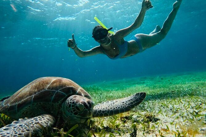 Private Tour Turtles Coral Reef Cenote Beach All inclusive - Akumal Turtle Snorkeling: The Best Part for First-Time Reef Spotters