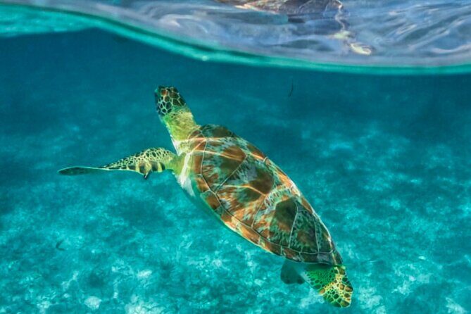 Private Tour Turtles Coral Reef Cenote Beach All inclusive - What’s Included vs Not Included: Avoid the Drink Confusion
