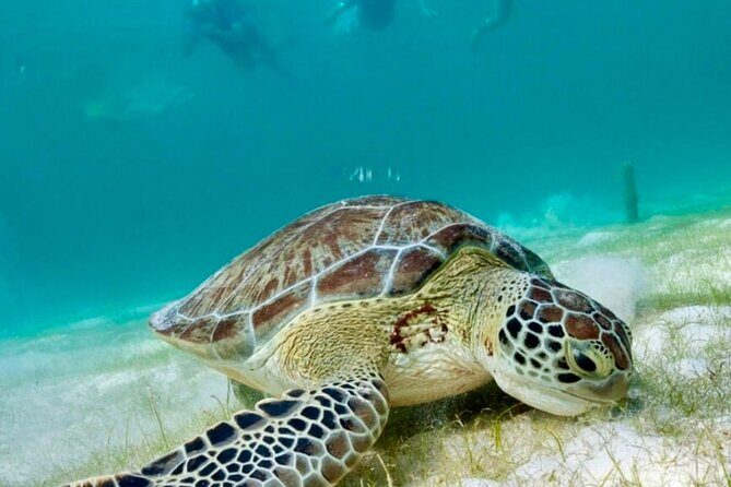 Private Tour Turtles Coral Reef Cenote Beach All inclusive - Who This Tour Fits Best (And Who Might Want Another Option)