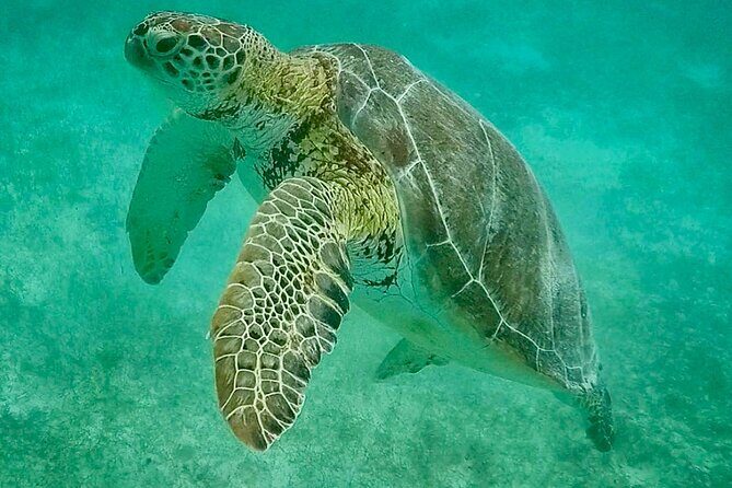 Private Tour Turtles Coral Reef Cenote Beach All inclusive - Should You Book This Private Turtles–Coral Reef–Cenote Tour?
