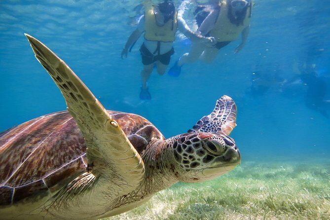 Private Turtle Snorkel Adventure in Akumal - Pickup timing and getting set up without stress
