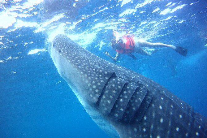 Private Whale Shark Ecofriendly Tour from Riviera Maya - Hotel Pickup and the Simple Start from Riviera Maya