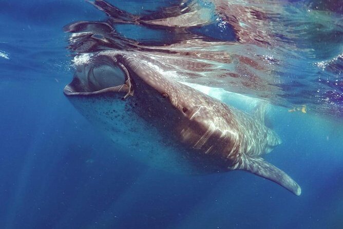 Private Whale Shark Ecofriendly Tour from Riviera Maya - Playa Norte Water Time: Where the Whale Sharks and Mantas Rotate In