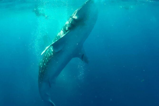 Private Whale Shark Ecofriendly Tour from Riviera Maya - Lunch Included: What You Eat Matters When You’re in the Water