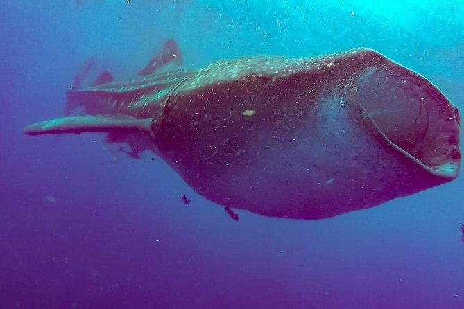 Private Whale Shark Ecofriendly Tour from Riviera Maya - Guide Style and Names: What Makes the Day Feel Smooth