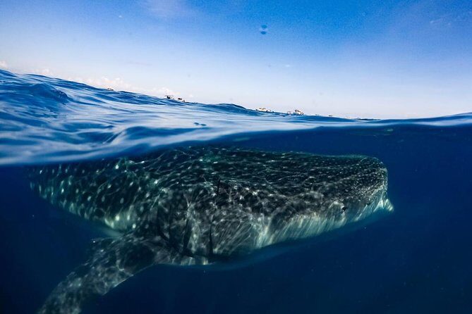 Private Whale Shark Ecofriendly Tour from Riviera Maya - Who This Tour Suits Best (and What to Consider First)