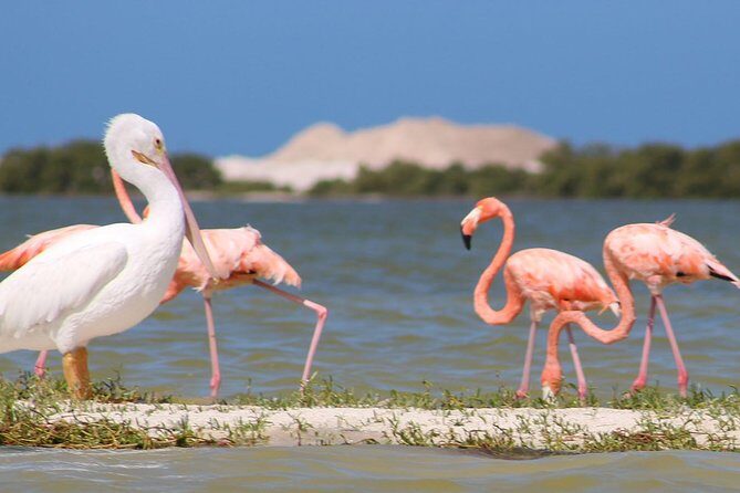 Private Yucatan Discovery Tour - Las Coloradas and Rio Lagartos: Pink Lakes, Flamingos, and Real Wildlife Time